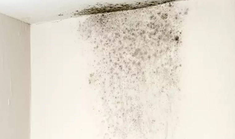 Evde küflenmeyi önlemek için neler yapılabilir?