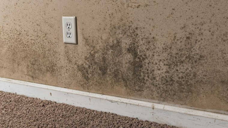 Evde küflenmeyi önlemek için neler yapılabilir?