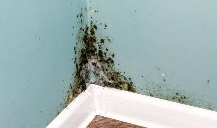 Evde küflenmeyi önlemek için neler yapılabilir?