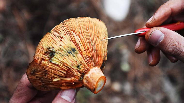 Bu haberi okumadan Uzakdoğu'ya gitmeyin: Pirinç eriştesi veya mantardan ölebilirsiniz!