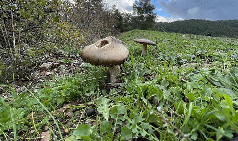 Bu haberi okumadan Uzakdoğu'ya gitmeyin: Pirinç eriştesi veya mantardan ölebilirsiniz!