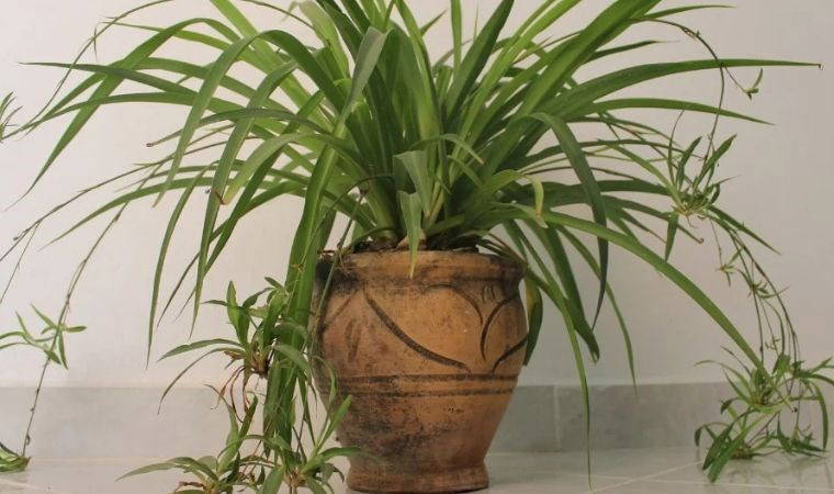 Kötü havayı temizliyor, bebeklerin rahat nefes almasını sağlıyor: Bebek odasında bulundurabileceğiniz 5 bitki