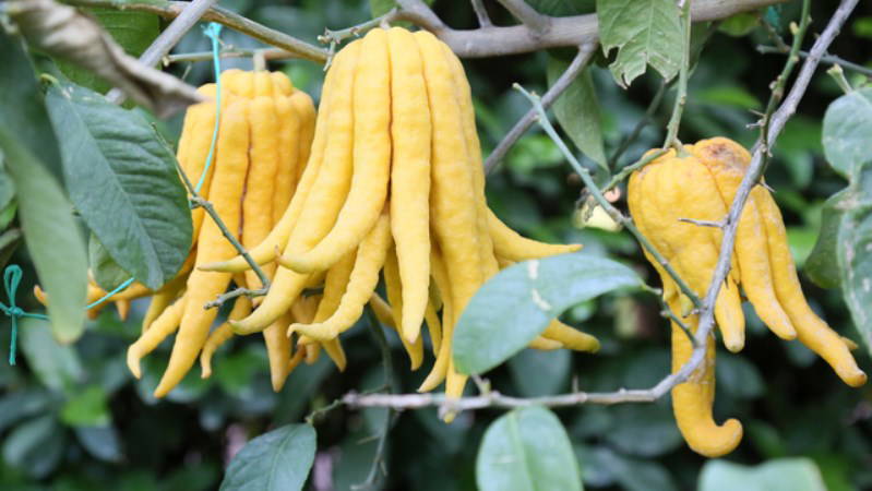 Türkiye'nin en ilginç meyveleri bu bahçede yetişiyor: Buda'nın eli, havyar limonu....