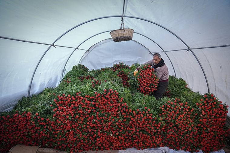 Yeni yılın 'uğurlu çiçeği' kokinanın zorlu serüveni