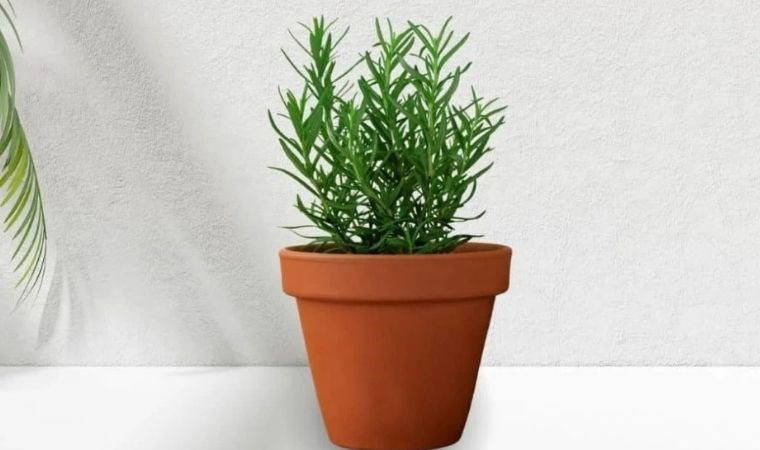 Evinizde otururken kendinizi çiçek bahçesinde gibi hissedin: Evinizin her zaman güzel kokmasını sağlayacak 8 bitki