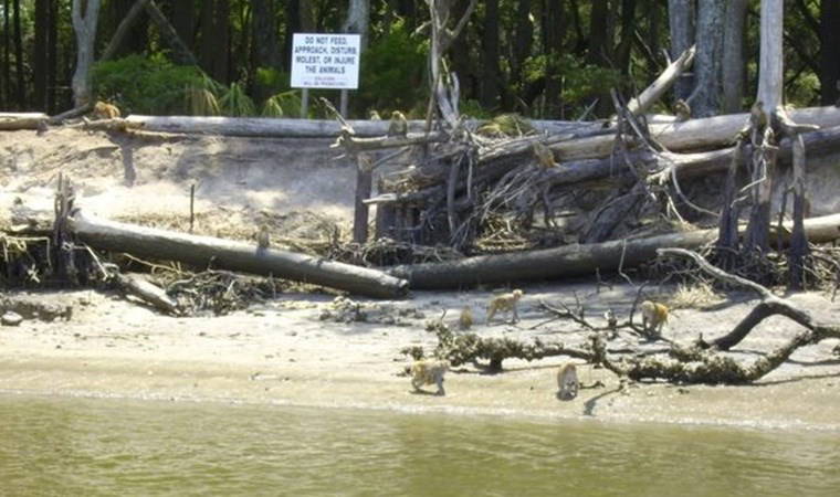 Issız adanın derin sırrı: Değil girmek, yaklaşmak bile yasak!