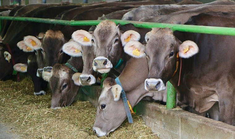 TGDF: Türkiye 2023'te 1,2 milyar dolarlık sığır ithal etti - Son Dakika ...