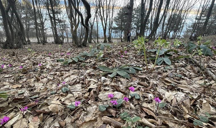 Bolu'da iki mevsim bir arada yaşanıyor