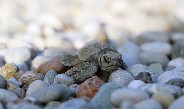 Caretta carettalar için gönüllü aranıyor