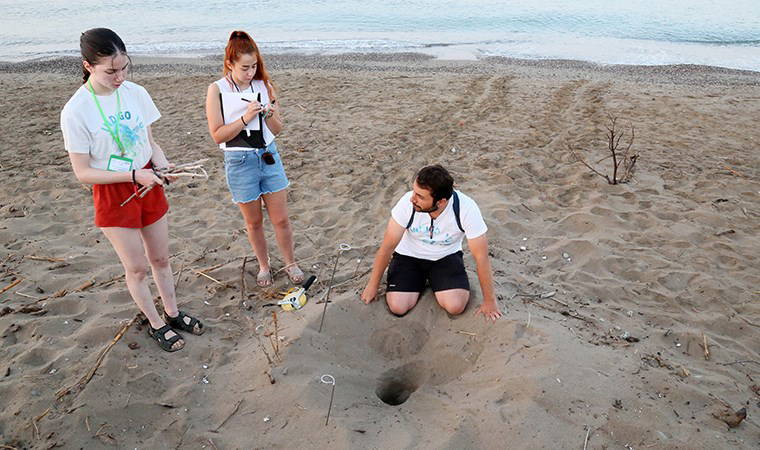 Caretta carettalar için gönüllü aranıyor