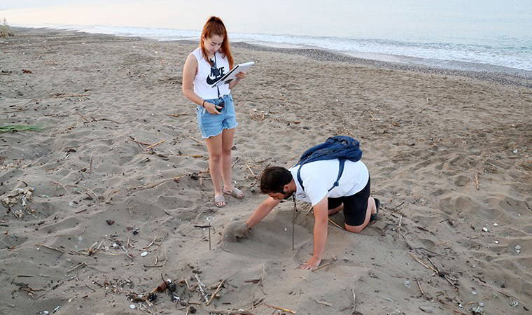 Caretta carettalar için gönüllü aranıyor