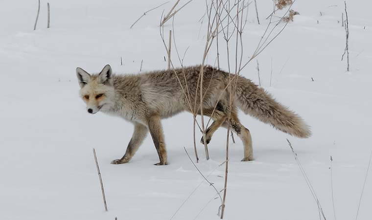 Kars'ta tilkiler karlı arazide yiyecek ararken görüntülendi