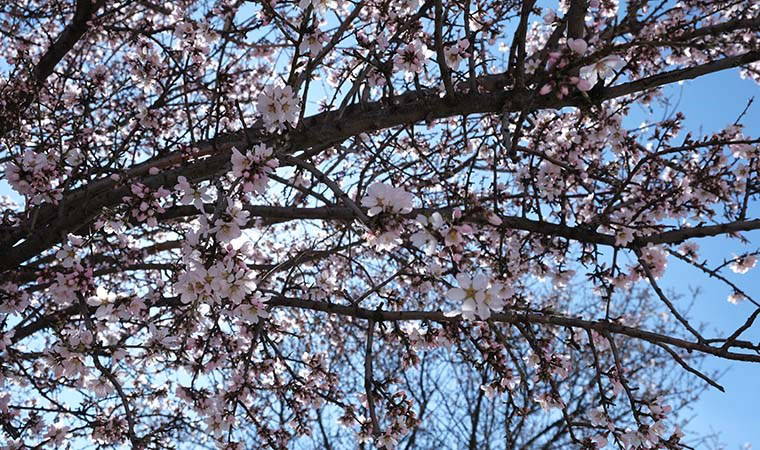 Erken çiçek açan ağaçların görüntüsü mest etti