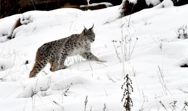 Yer Kars... İlk defa bu kadar net görüntülendi