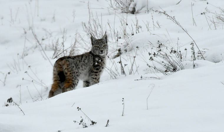 Yer Kars... İlk defa bu kadar net görüntülendi