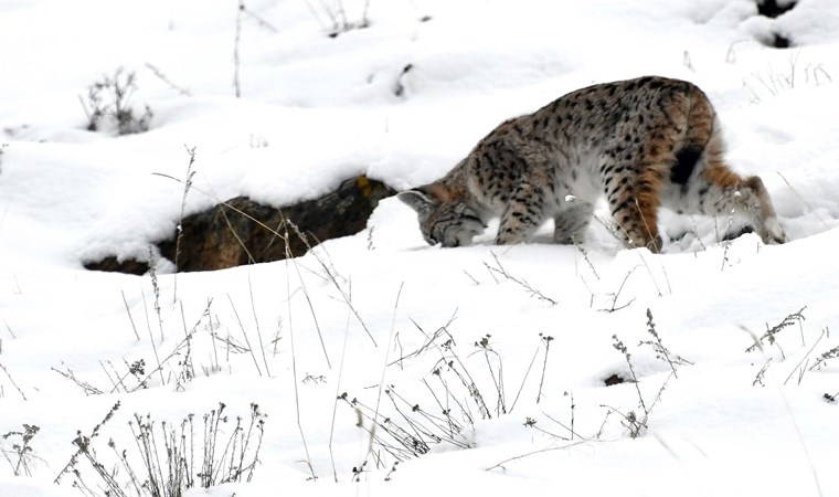 Yer Kars... İlk defa bu kadar net görüntülendi