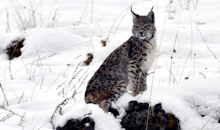 Yer Kars... İlk defa bu kadar net görüntülendi