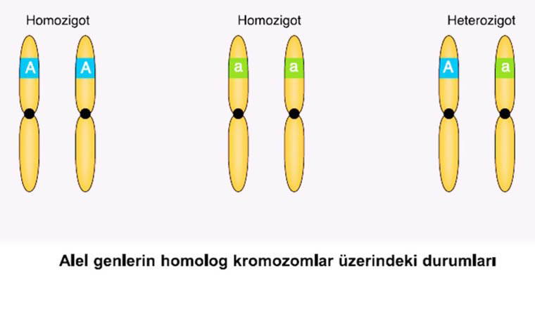 DNA sonuçlarında 'aile içi ilişki' patlaması! Oranlar korkuttu...