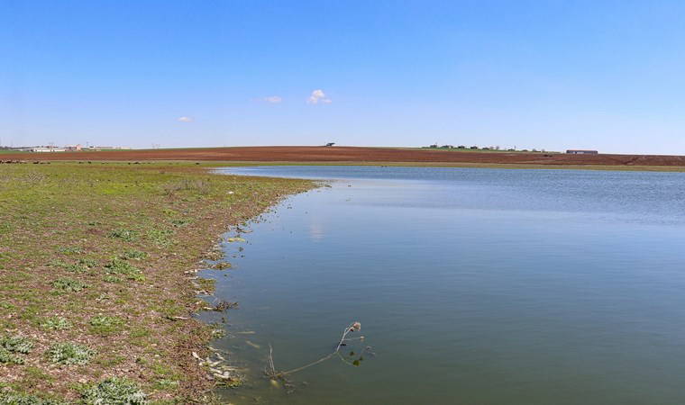 Kuş cennetinde esrarengiz manzara... Birer birer ölüyorlar: 'Mutlaka araştırılmalı'