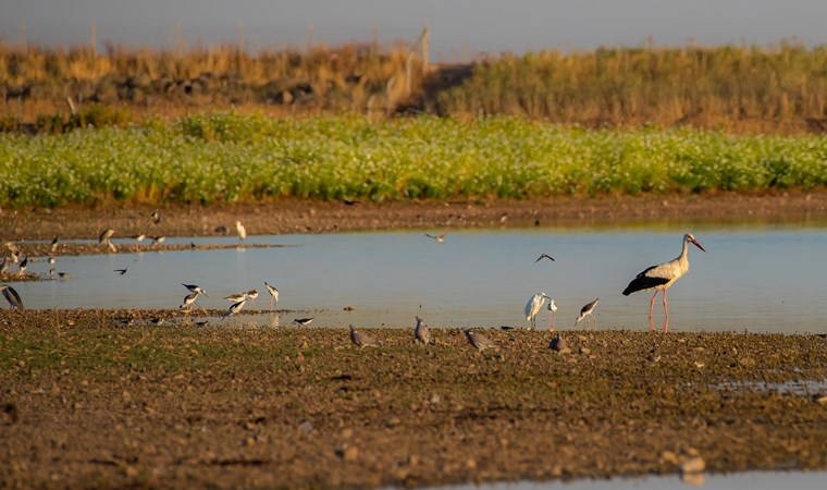 Kuş cennetinde esrarengiz manzara... Birer birer ölüyorlar: 'Mutlaka araştırılmalı'