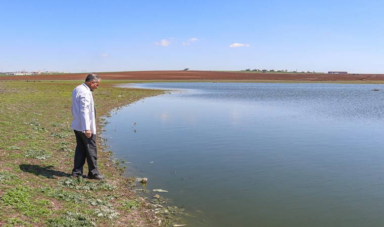 Kuş cennetinde esrarengiz manzara... Birer birer ölüyorlar: 'Mutlaka araştırılmalı'