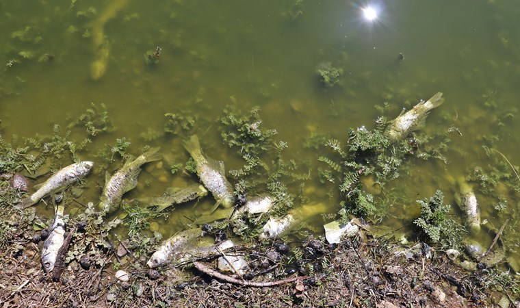 Kuş cennetinde esrarengiz manzara... Birer birer ölüyorlar: 'Mutlaka araştırılmalı'