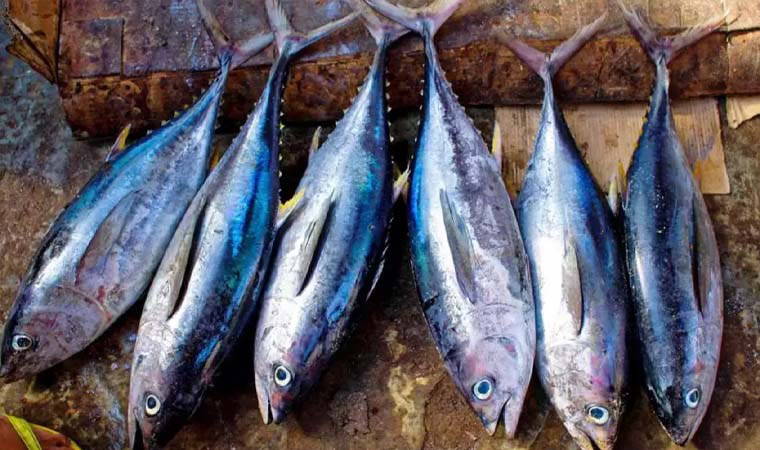 Mart ayı balıkları: Mart ayında hangi balıklar yenir?