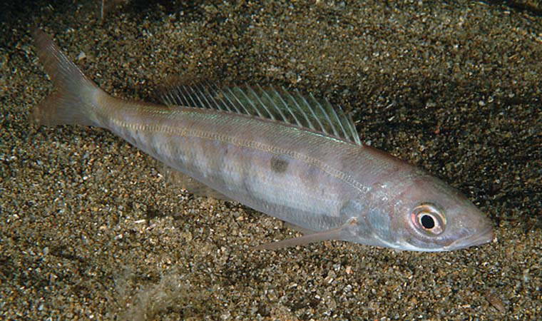 Mart ayı balıkları: Mart ayında hangi balıklar yenir?