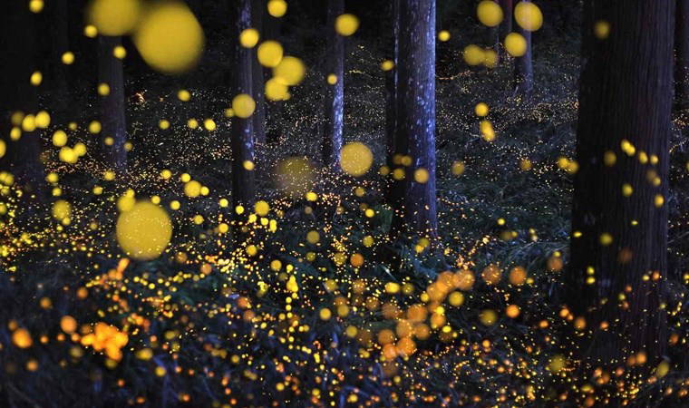 Ateşböcekleri nasıl ve neden ışık yayarlar, nereye kayboldular?