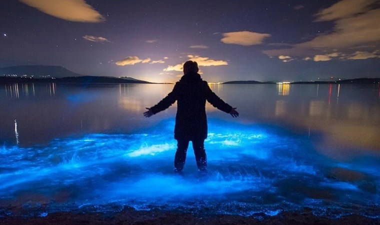 Ateşböcekleri nasıl ve neden ışık yayarlar, nereye kayboldular?