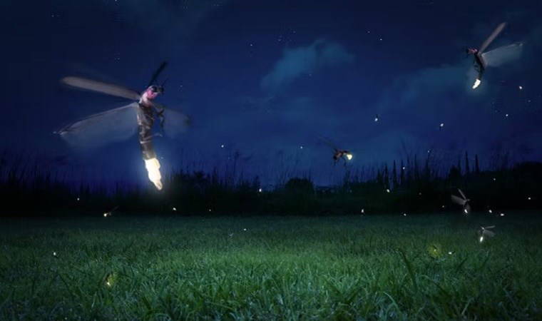 Ateşböcekleri nasıl ve neden ışık yayarlar, nereye kayboldular?