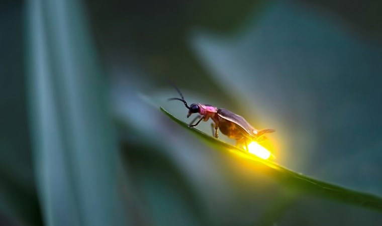 Ateşböcekleri nasıl ve neden ışık yayarlar, nereye kayboldular?
