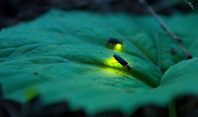 Ateşböcekleri nasıl ve neden ışık yayarlar, nereye kayboldular?