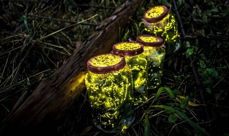 Ateşböcekleri nasıl ve neden ışık yayarlar, nereye kayboldular?