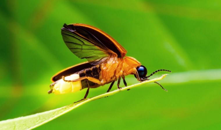 Ateşböcekleri nasıl ve neden ışık yayarlar, nereye kayboldular?