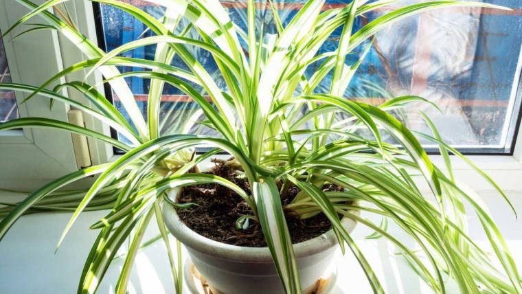 Zehirleri yok eden  zarif dokunuş: İşte evinizin havasını temizleyen 5 bitki...