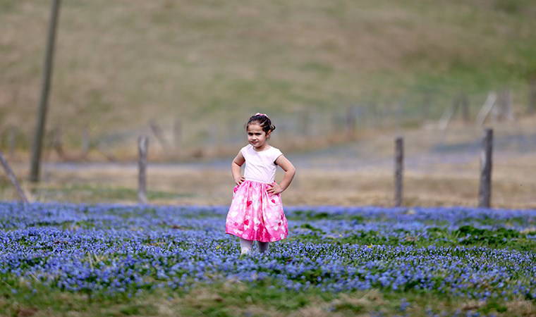 Uluslararası sözleşme ile korunuyor... Kadıralak Yaylası’nda ‘mavi yıldız’ zamanı: Her yer mor oldu!