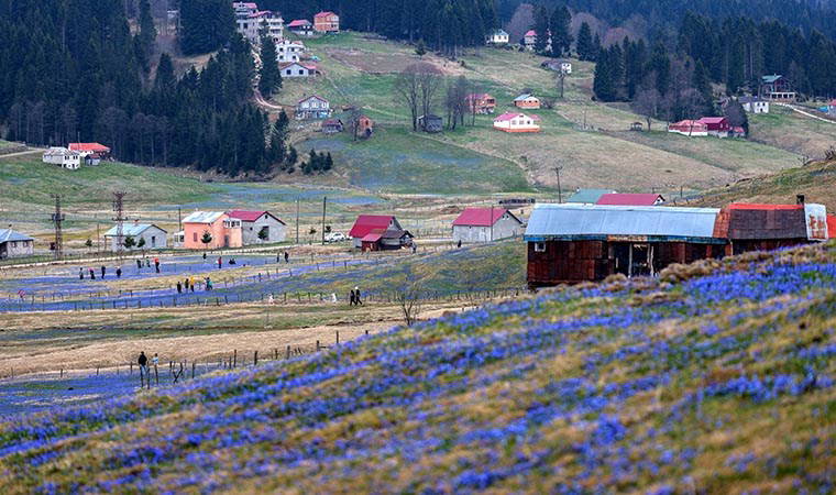 Uluslararası sözleşme ile korunuyor... Kadıralak Yaylası’nda ‘mavi yıldız’ zamanı: Her yer mor oldu!
