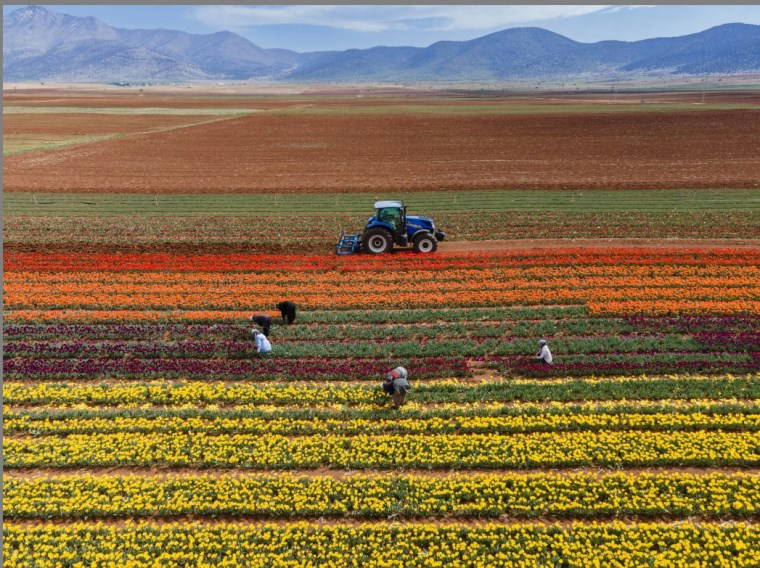 Karaman'da rengarenk hasat: Haziran sonuna kadar sürecek!