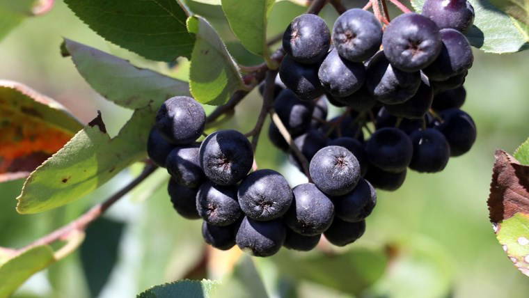 Diyetisyen, kalp damar hastalıklarından korunmanın sırrını açıkladı: 'Düzenli şekilde yenilirse...'