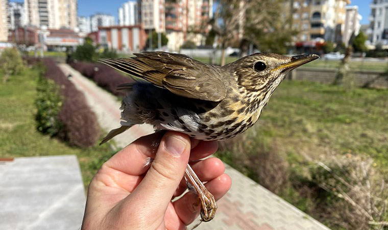 Göçmen kuş ölümlerinin gerçek sebebi açıklandı: 'Yüzde 87'si...'