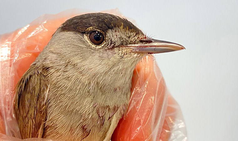 Göçmen kuş ölümlerinin gerçek sebebi açıklandı: 'Yüzde 87'si...'