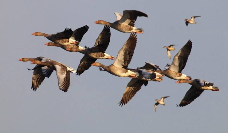 Göçmen kuş ölümlerinin gerçek sebebi açıklandı: 'Yüzde 87'si...'