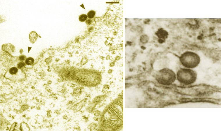 Tarihin en uzun salgını '15 milyon yıl' sürdü, varlığını hâlâ koruyor
