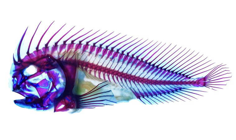 Dünyanın en zehirli balığı: Kamuflaj ve pusu ustası