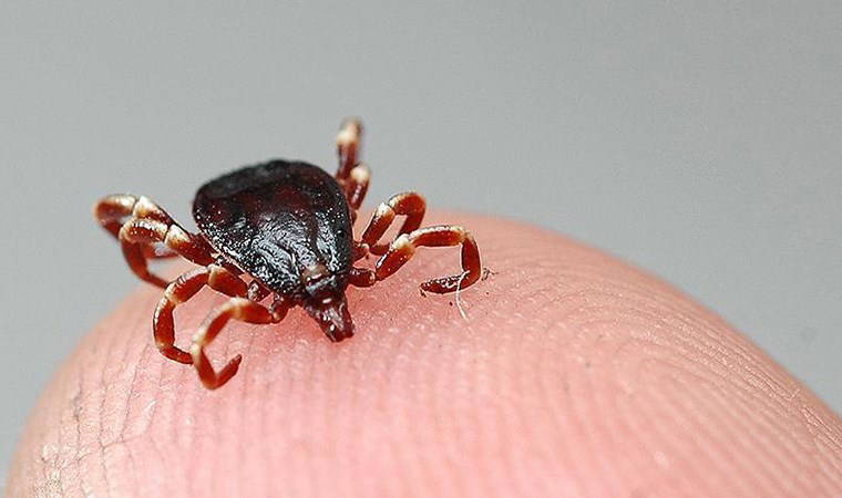 Kurban Bayramı öncesi uzmanından 'kene' uyarısı