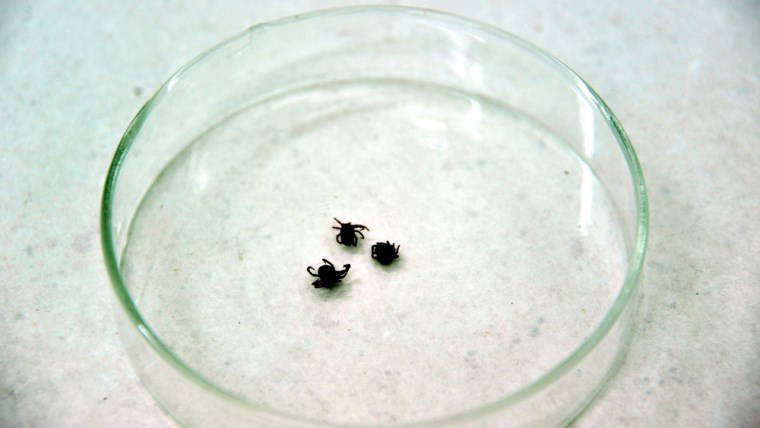 Kurban Bayramı öncesi uzmanından 'kene' uyarısı