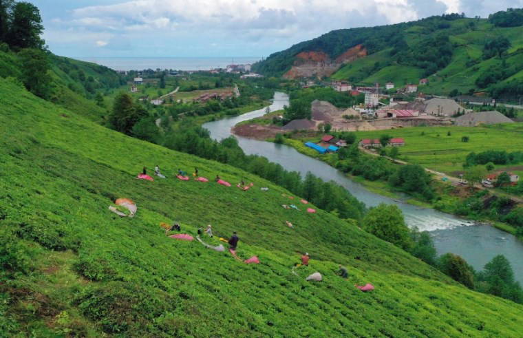 Trabzon'da çay hasadı başladı: İlk sürgün 30 gün sürecek