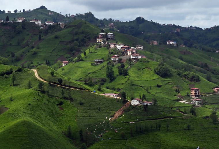 Trabzon'da çay hasadı başladı: İlk sürgün 30 gün sürecek