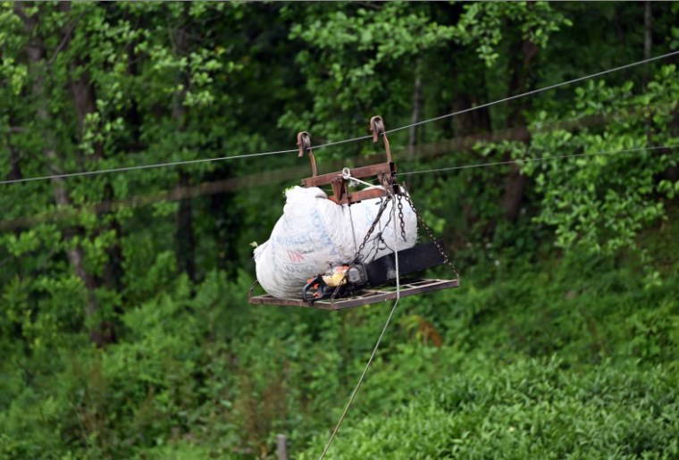 Trabzon'da çay hasadı başladı: İlk sürgün 30 gün sürecek